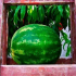 Jak a kdy zasadit melouny do otevřené půdy se semeny